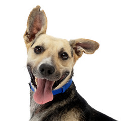brown and black mixed breed dog in a white studio