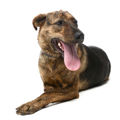 Naklejka premium brown mixed breed dog in a white studio