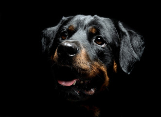 Rottweiler portrait in the balck photo studio