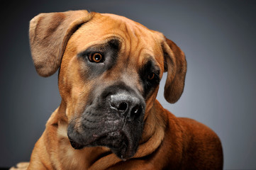 Puppy Cane Corso in gray background photo studio