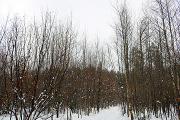 winter forest