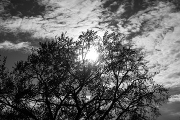 Silhouette of a tree against beautiful clouds and sun