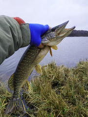 pike in the hand of a fisherman, a fishing catch, a fish caught on the bait
