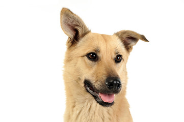 mixed breed dog enjoy photo shoting in studio