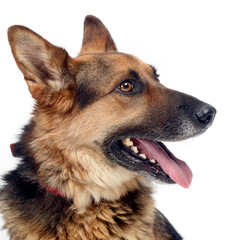 German sherpherd dog posing in a white background studio