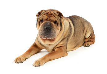 Very nice shar pei enjoy the studio photo shoot