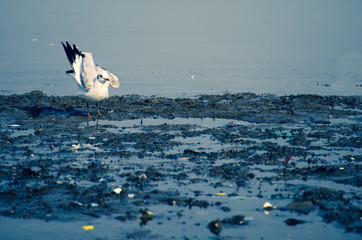 sea bird on the beach