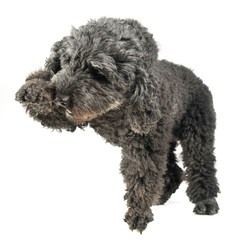 Puppy pumi feeling good in a white photo studio