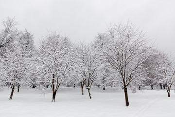 Fototapeta na wymiar Winter in Russia with fresh white snow 