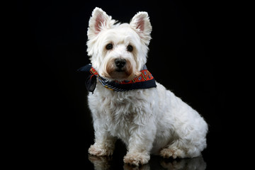 west highland white terrier posing in a photo studio