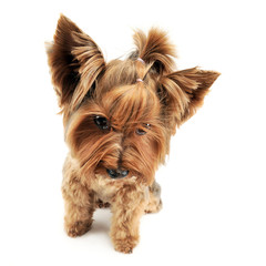 Yorkshire terrier looking down in a white photo studio