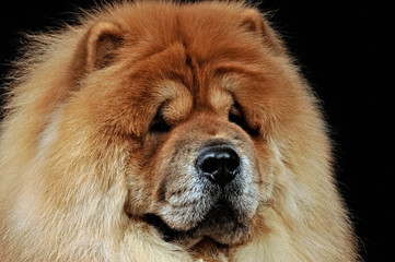 Beautiful chow chow posing in a photo studio