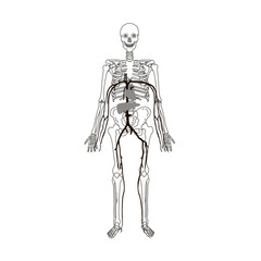 Fototapeta na wymiar Human skeleton isolated flat vector illustration
