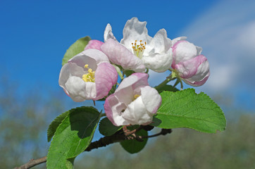 Flowers of apple on the background of blue sky