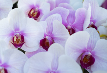 Obraz na płótnie Canvas Full frame background of orchid blossom