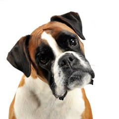 nice young boxer in the photo studio