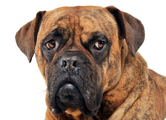 Mixed breed dog portrait in a white photo studio