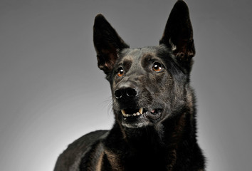 Mixed breed dog in a photo studio