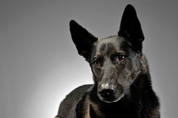Mixed breed dog in a photo studio