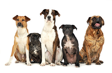 group of funny dogs waching in studio