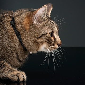 fat domestic cat in a photo studio