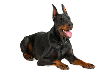 Obraz premium Doberman isolated on white background