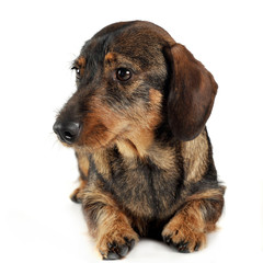 wired hair dachshund posing in a photo studio