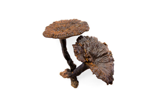 Lingzhi Mushroom Ganoderma Lucidum, dry for Chinese traditional medicine, isolated on white background with clipping path