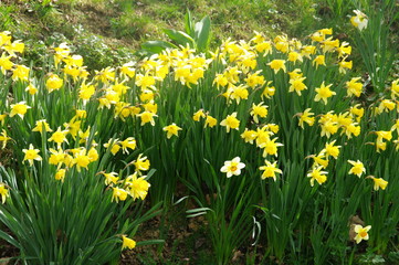 tulipe, jaune