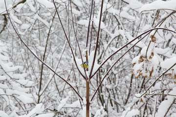 Winter in Russia with fresh white snow 