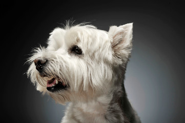 west highland white terrier portraits in studio
