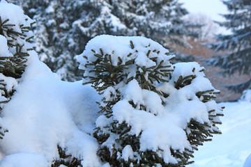 snow-covered spruce