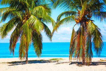 Vacation holidays background wallpaper. Palm trees and tropical beach in Varadero, Cuba.
