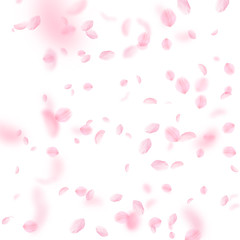 Sakura petals falling down. Romantic pink flowers 