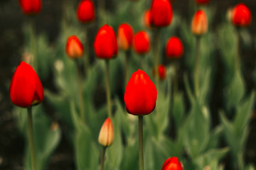 Obraz premium blooming vibrant tulips flowers field