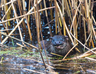 Otter in water