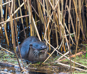 Otter in water