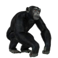 Naklejka premium chimpanzee in a white background