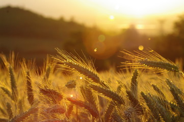 blé épis soleil couchant