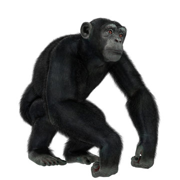 chimpanzee in a white background