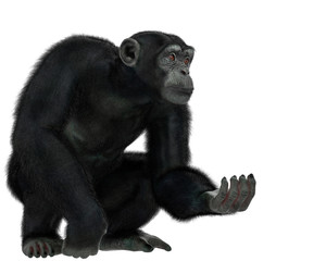 Naklejka premium chimpanzee in a white background