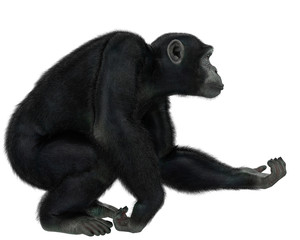 chimpanzee in a white background