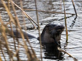 Otter in water