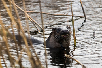 Otter in water