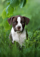 Pretty American Pit Bull Terrier in the open air