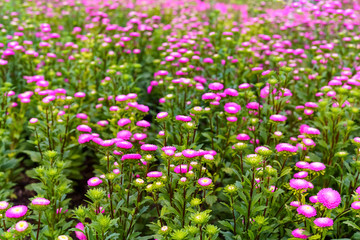 Purple flower, Selective foucus.