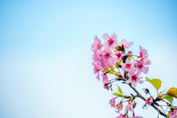 Fototapeta na wymiar Beautiful cherry blossoms sakura tree bloom in spring over blue sky, copy space, close up.