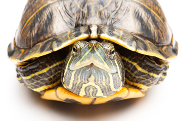 front view pet turtle red-eared slider or Trachemys scripta elegans close up on white