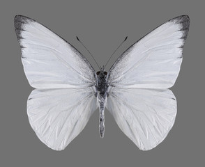 Butterfly Appias albina (male) on a gray background