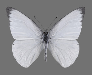 Butterfly Appias albina (male) on a gray background